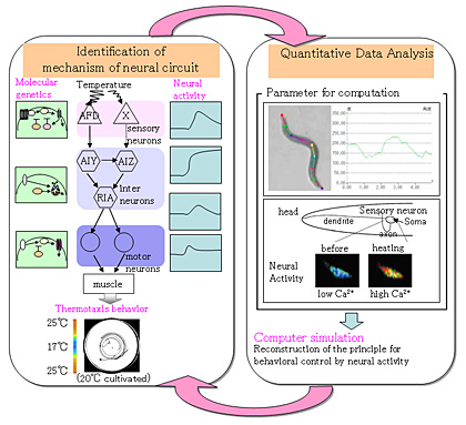 Identication of mechanism of neural circuit, Quantitative Data Analysis